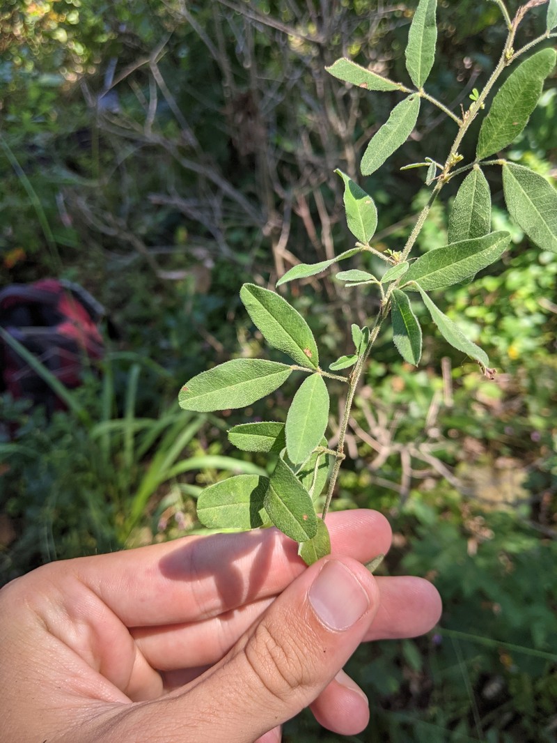 Lespedeza photo 6