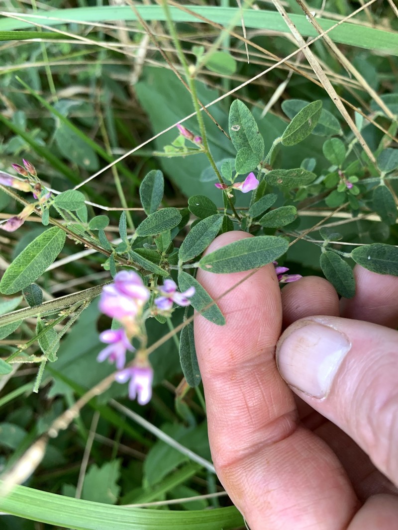 Lespedeza photo 7