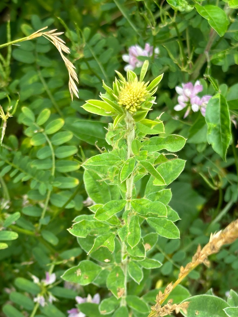 Lespedeza