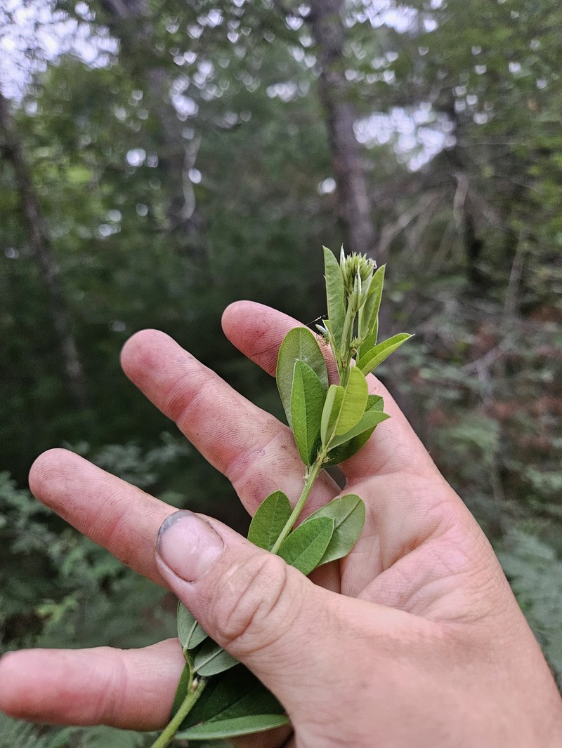 Lespedeza photo 2
