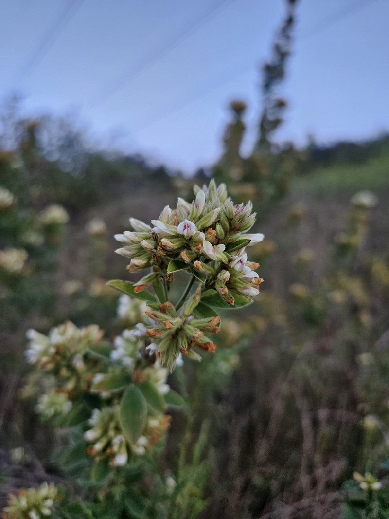 Lespedeza photo 3