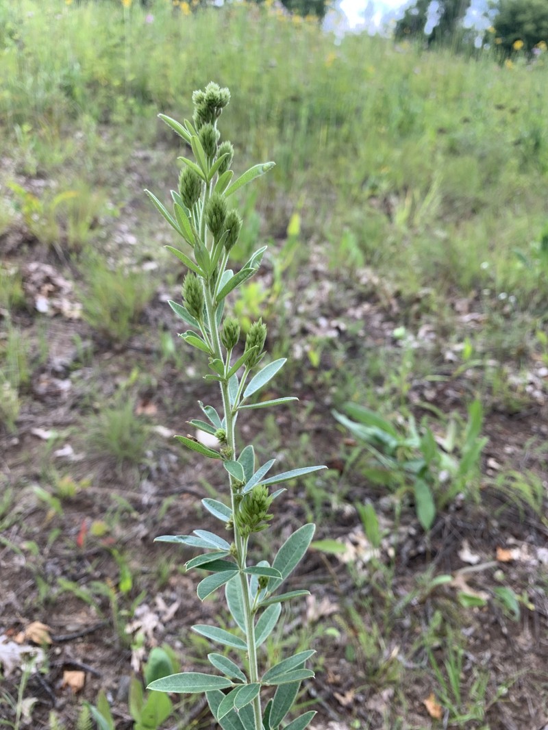 Lespedeza photo 4
