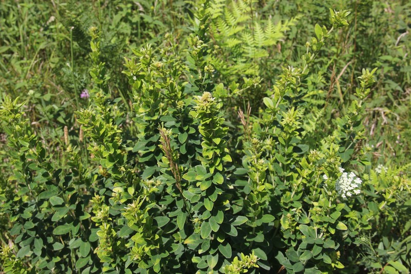 Lespedeza photo 5
