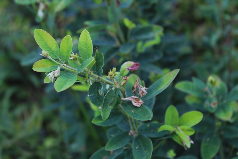 Lespedeza photo 6