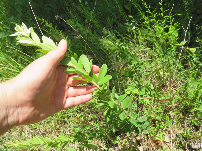 Lespedeza photo 8