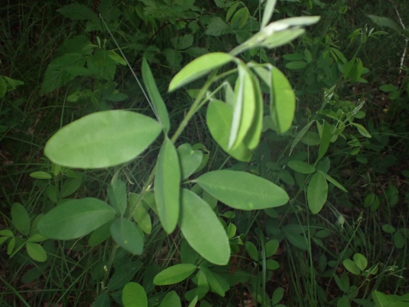 Lespedeza