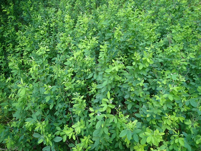 Lespedeza photo 2