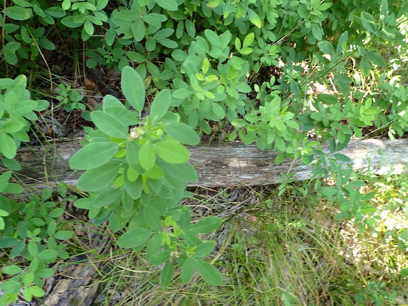 Lespedeza photo 3