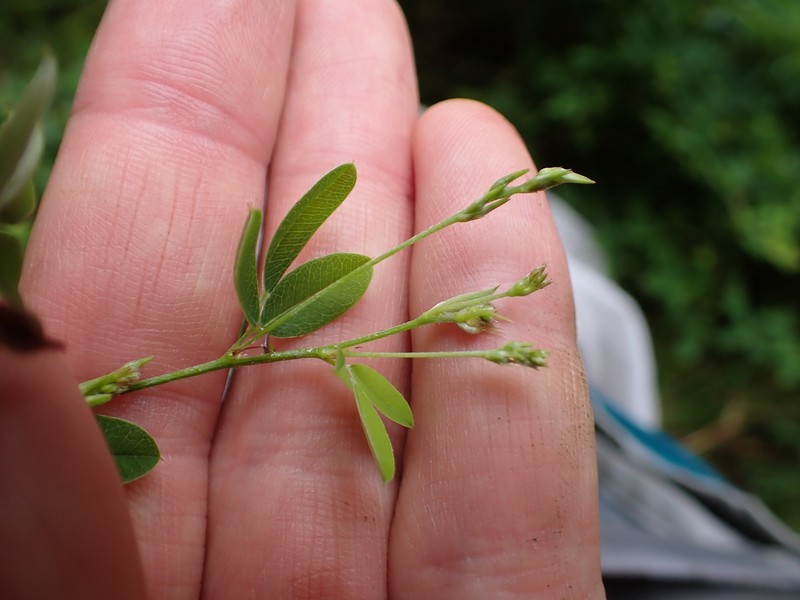 Lespedeza photo 4