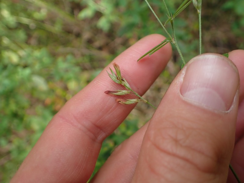 Lespedeza photo 5