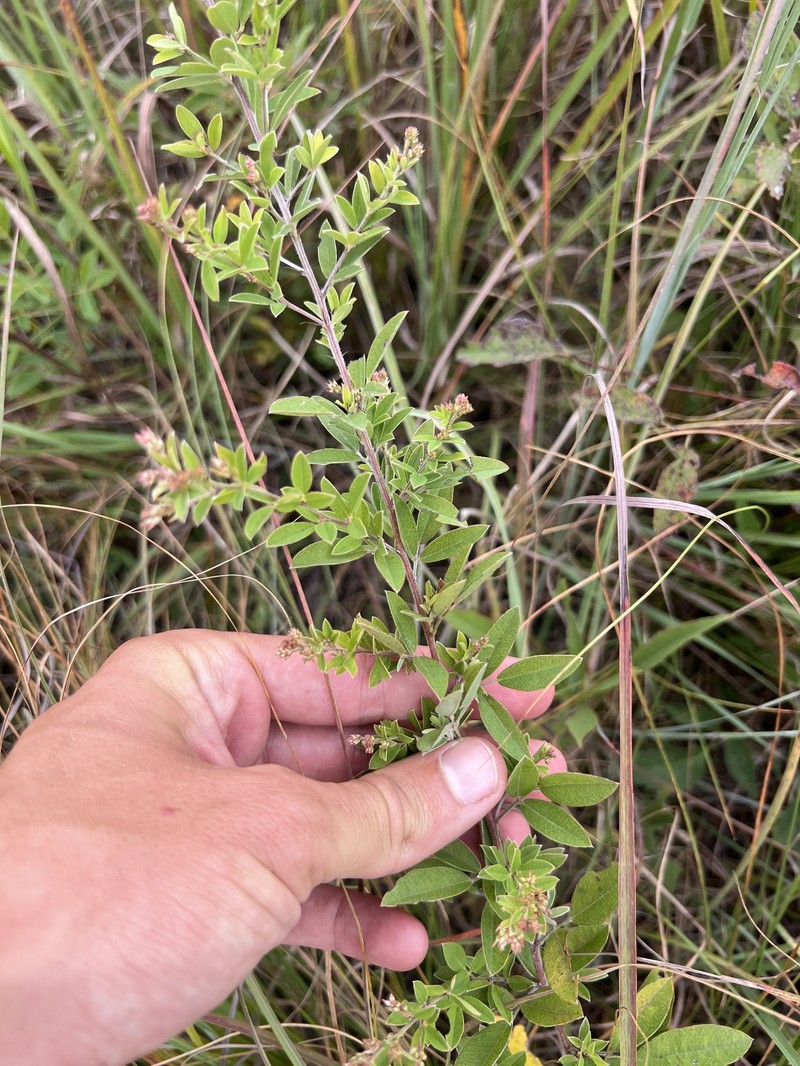 Lespedeza photo 6