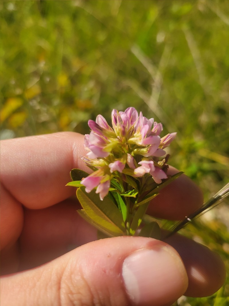 Lespedeza photo 7