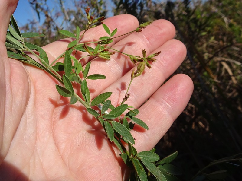 Lespedeza photo 8