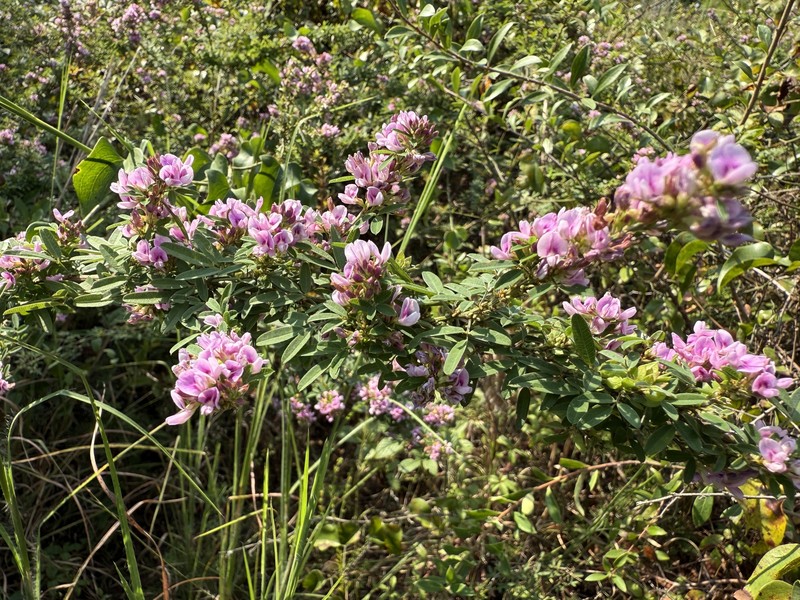 Lespedeza