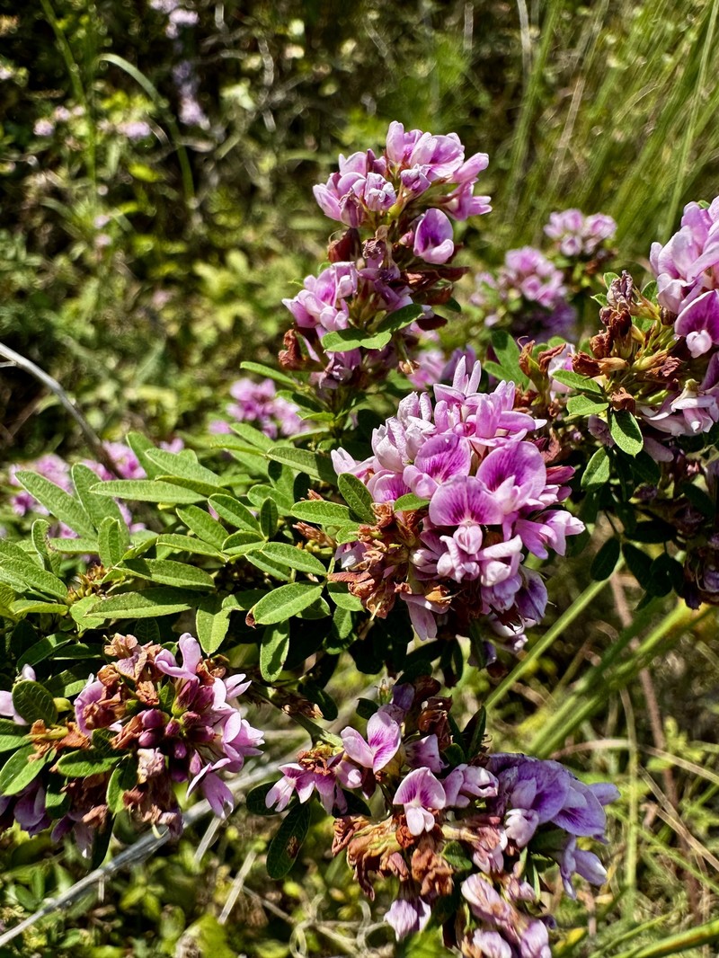 Lespedeza photo 2