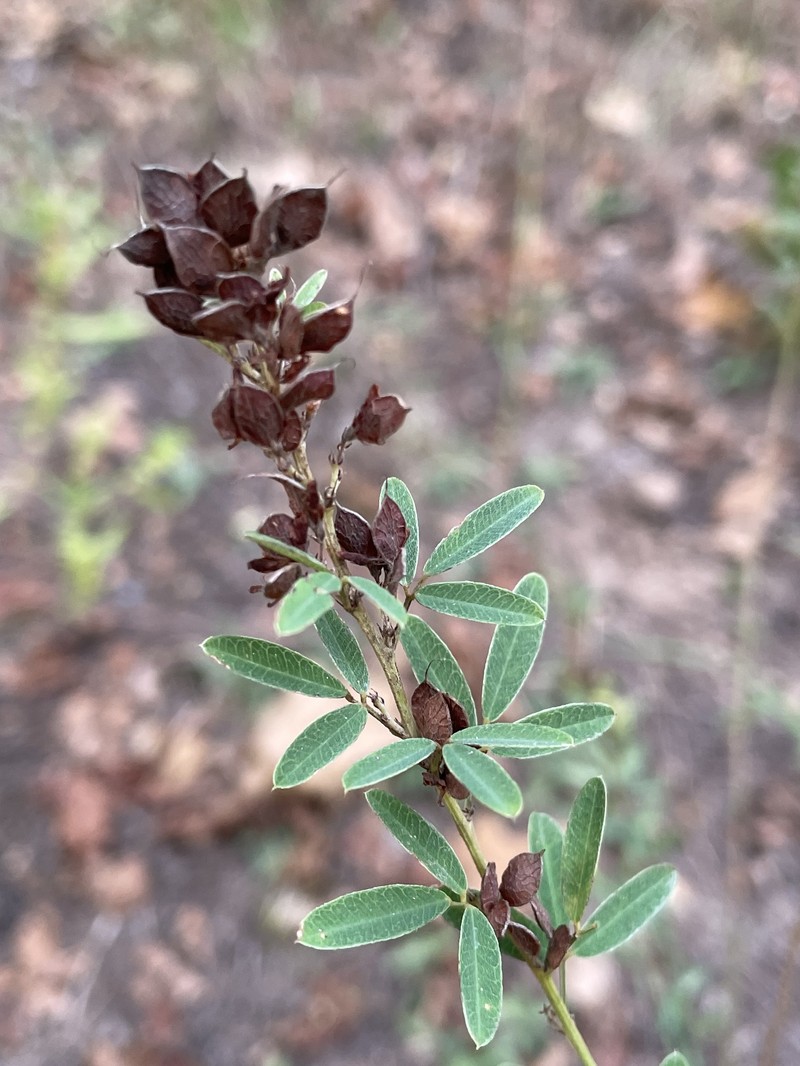 Lespedeza photo 3
