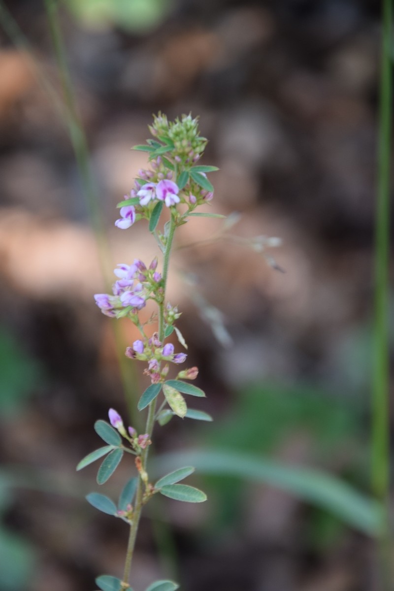 Lespedeza photo 4