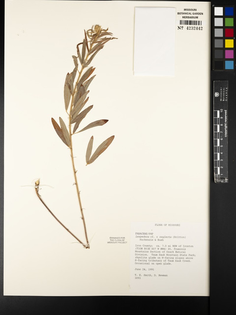 Lespedeza photo 5