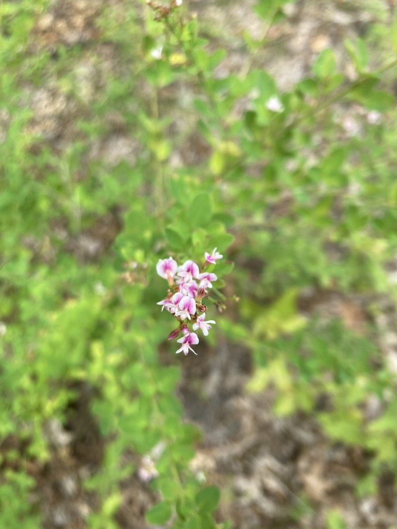 Lespedeza