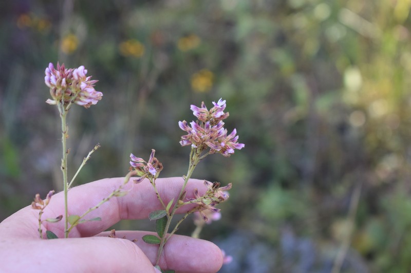 Lespedeza photo 2