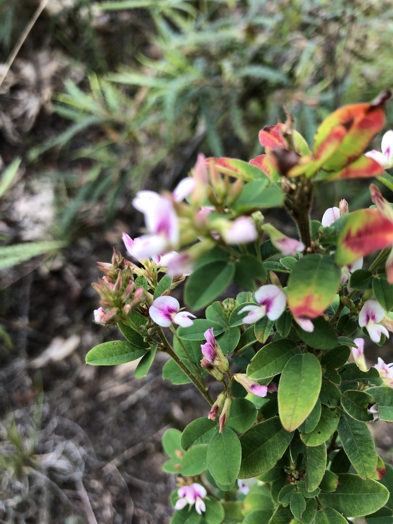 Lespedeza photo 3
