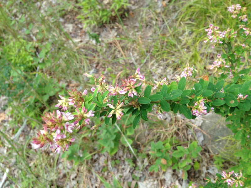 Lespedeza photo 4