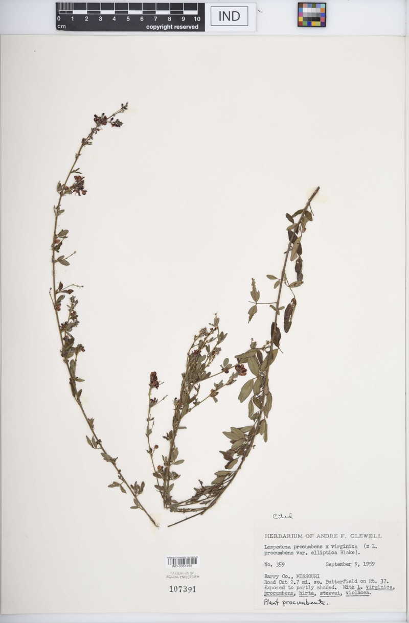 Lespedeza