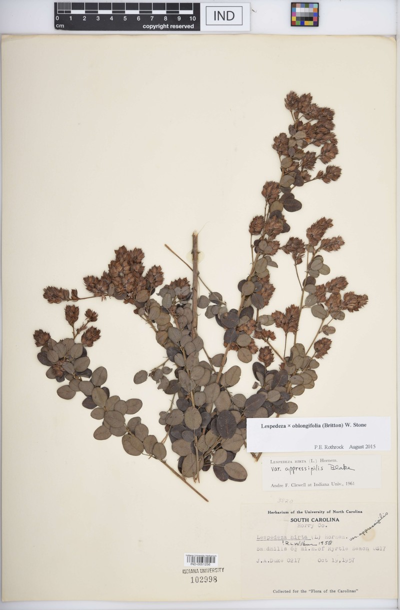 Lespedeza photo 2