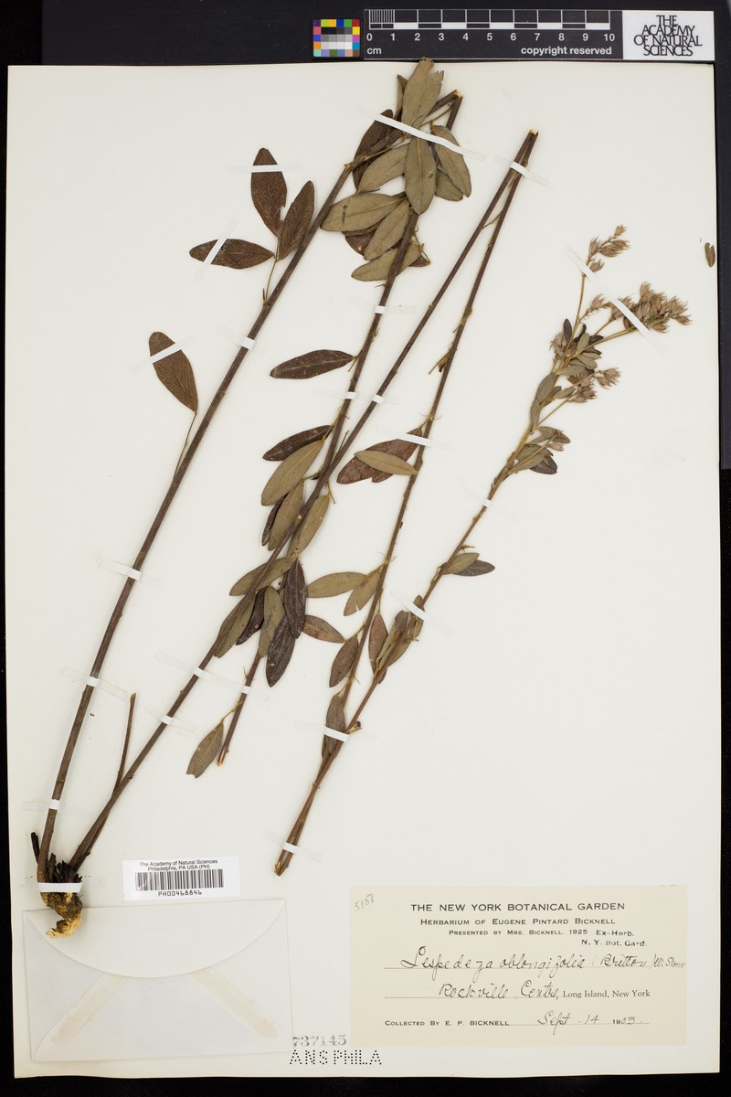Lespedeza photo 3