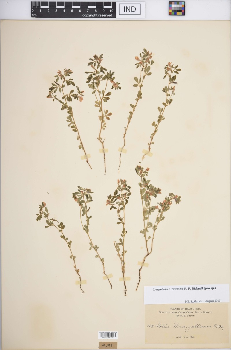 Lespedeza photo 4