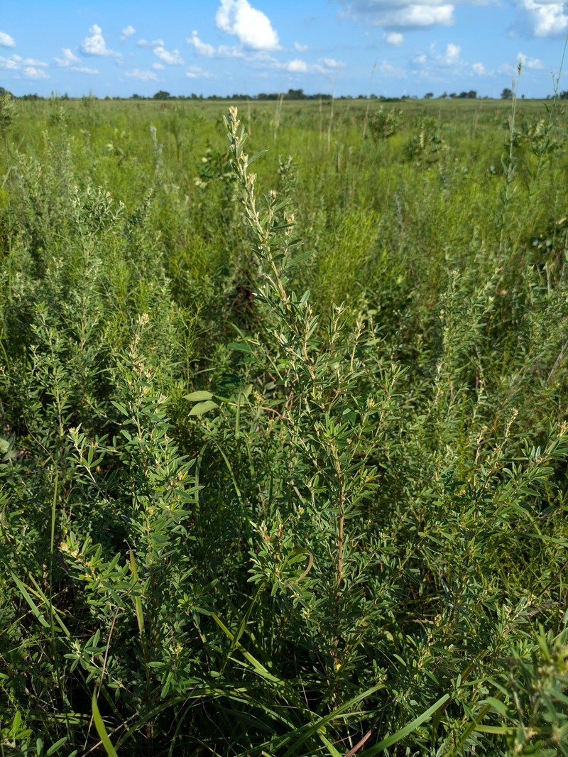 Lespedeza