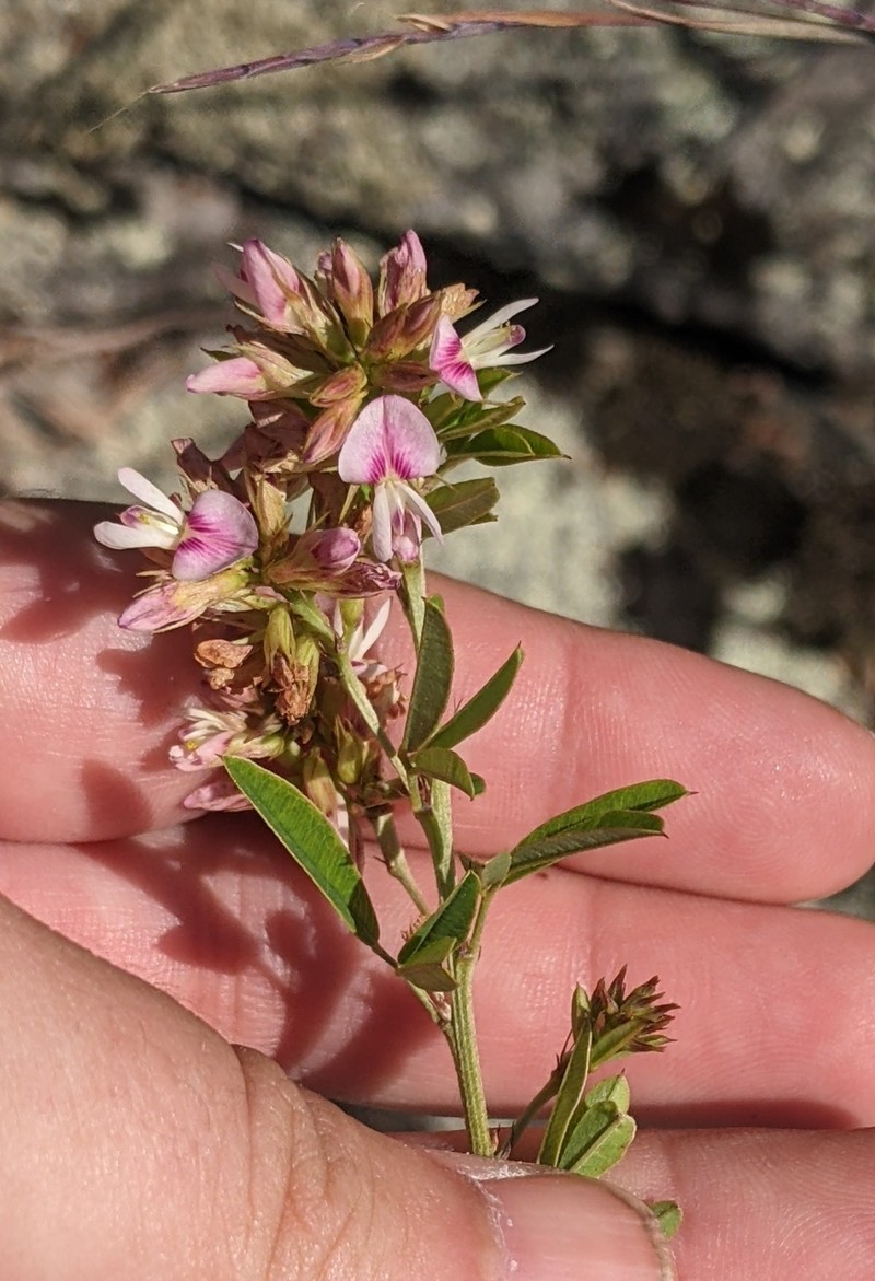 Lespedeza photo 2