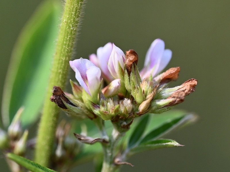 Lespedeza photo 3