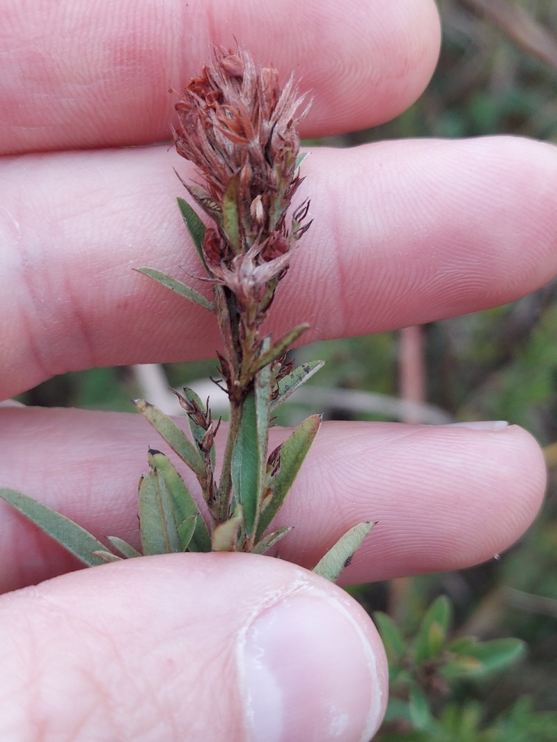 Lespedeza photo 4