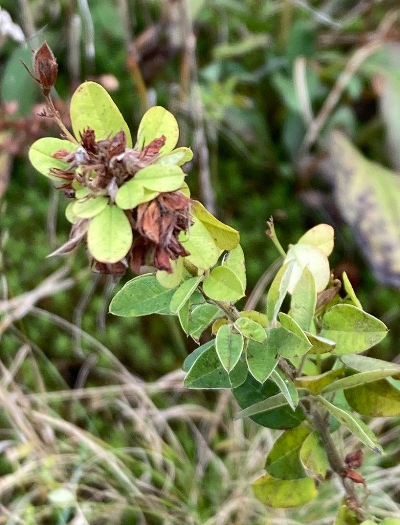 Lespedeza photo 5