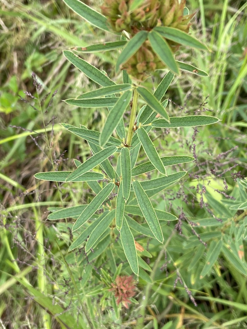 Lespedeza photo 6