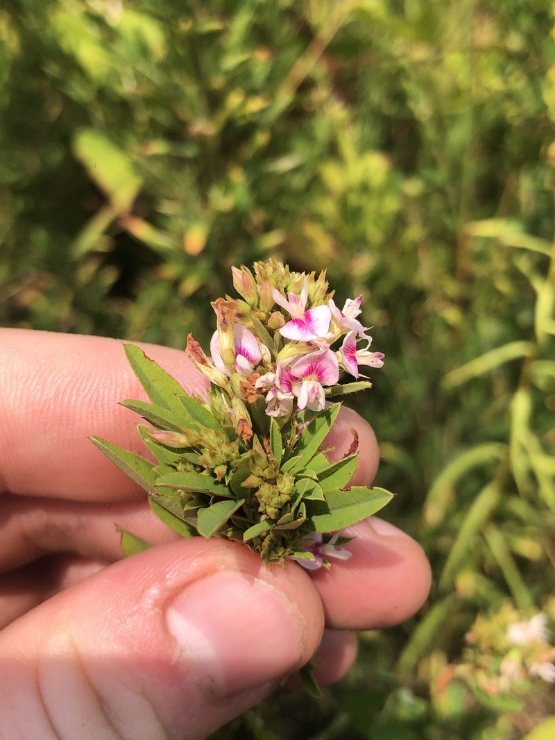 Lespedeza photo 7
