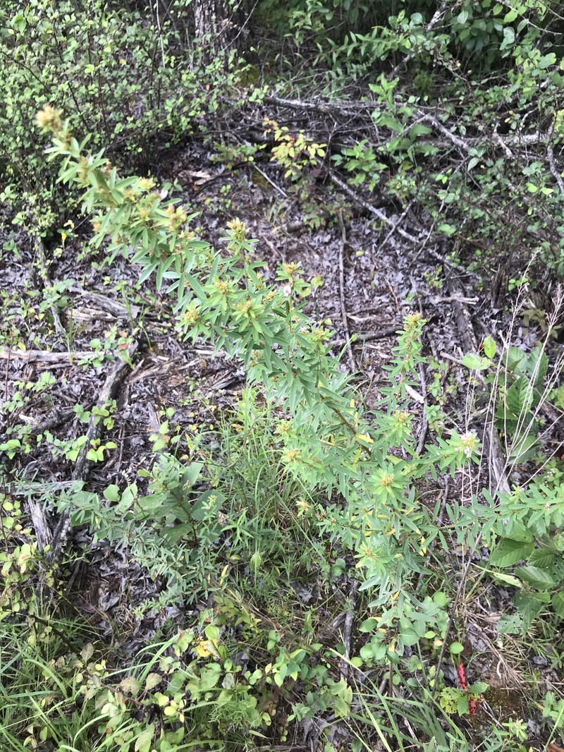 Lespedeza photo 8