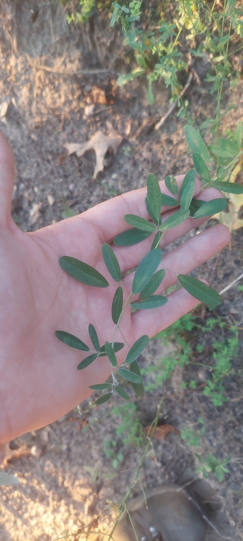 Lespedeza