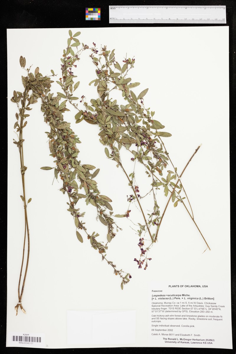 Lespedeza photo 3