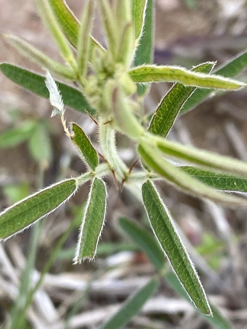 Narrowleaf Lespedeza photo 4
