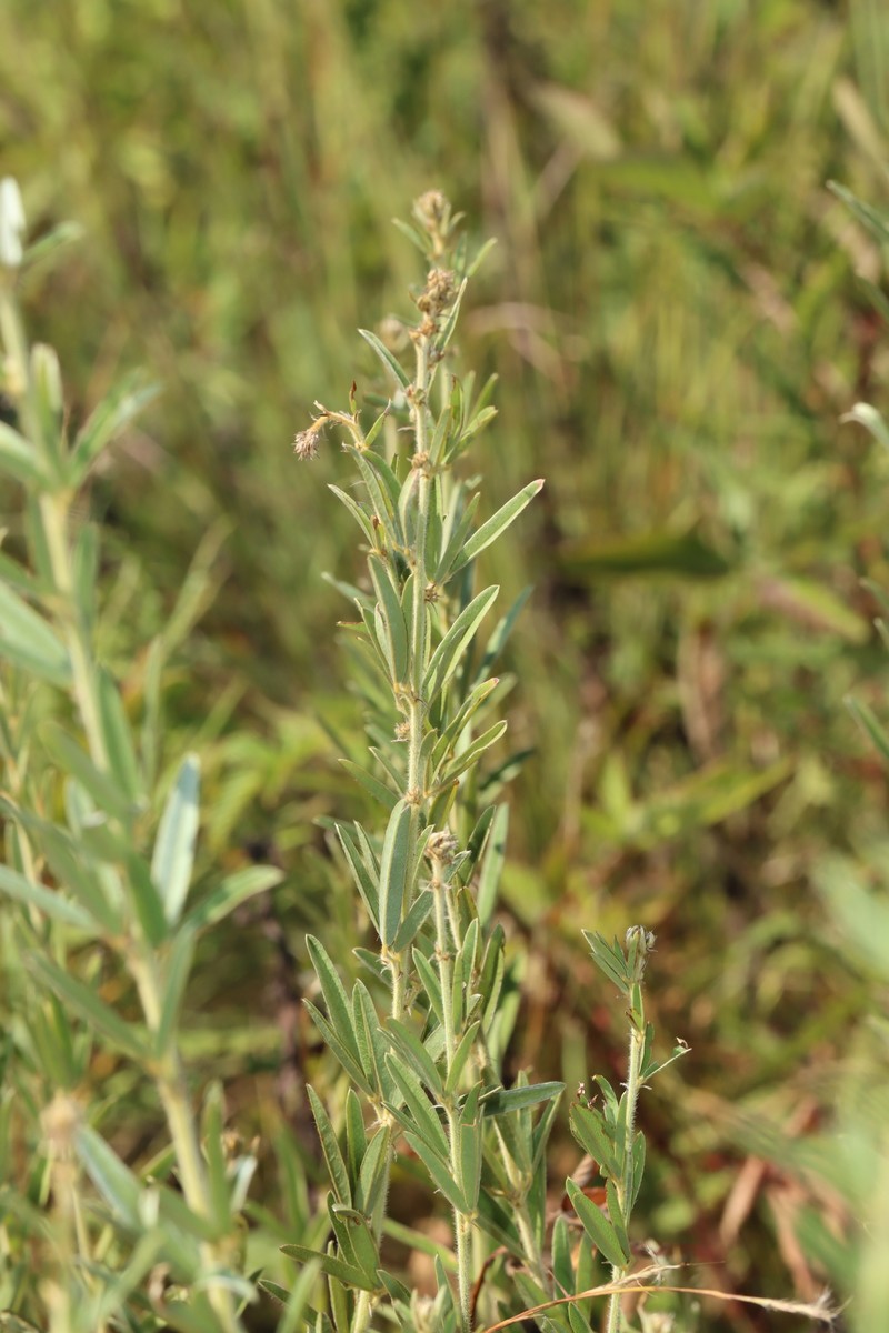 Narrowleaf Lespedeza photo 2