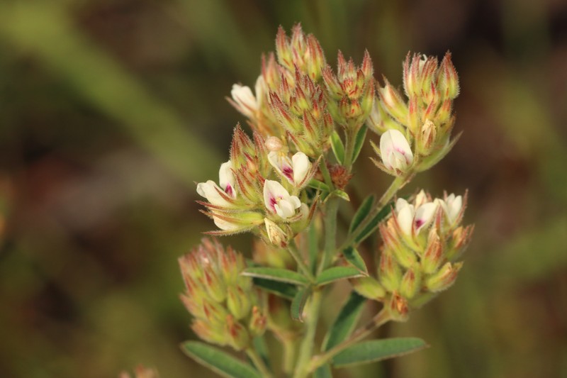 Narrowleaf Lespedeza