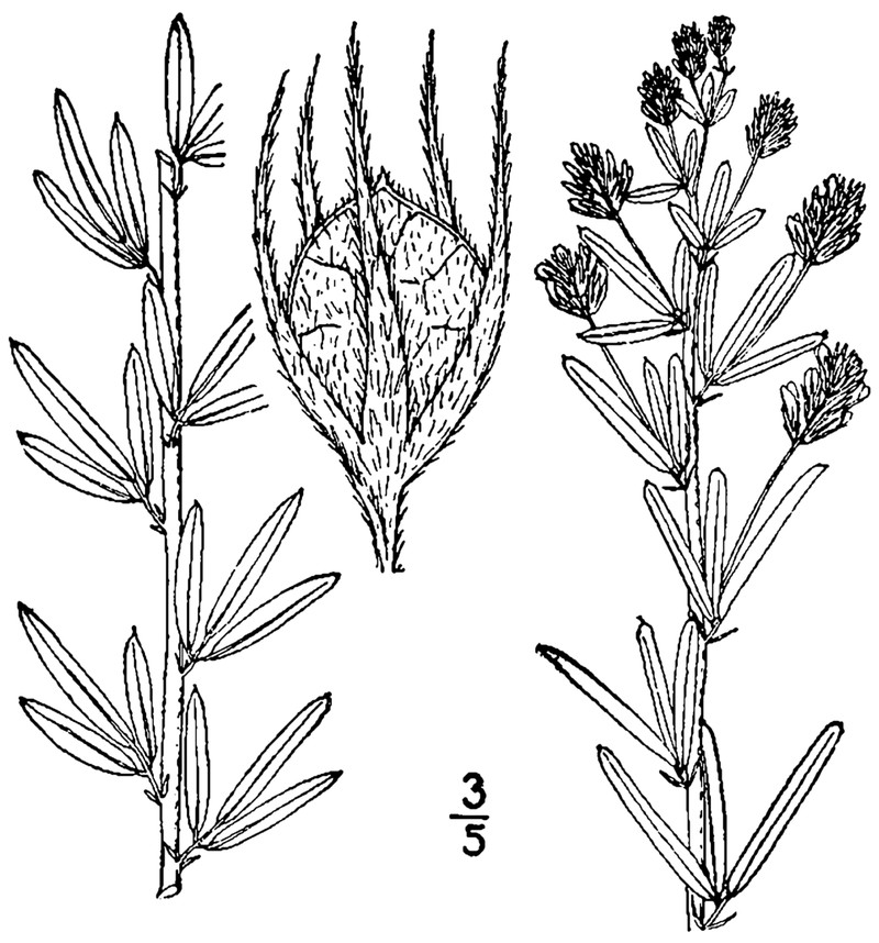 Narrowleaf Lespedeza photo 3