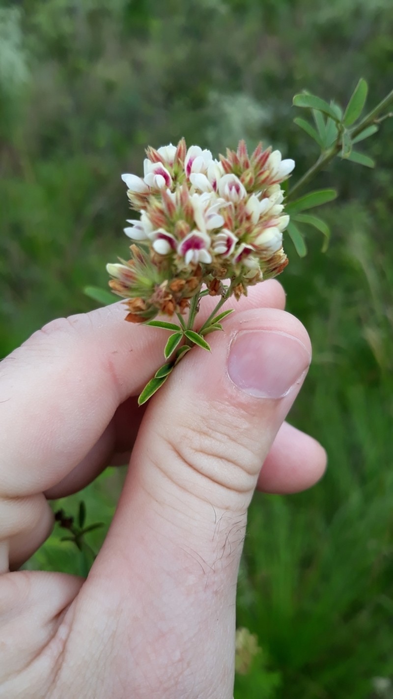 Narrowleaf Lespedeza