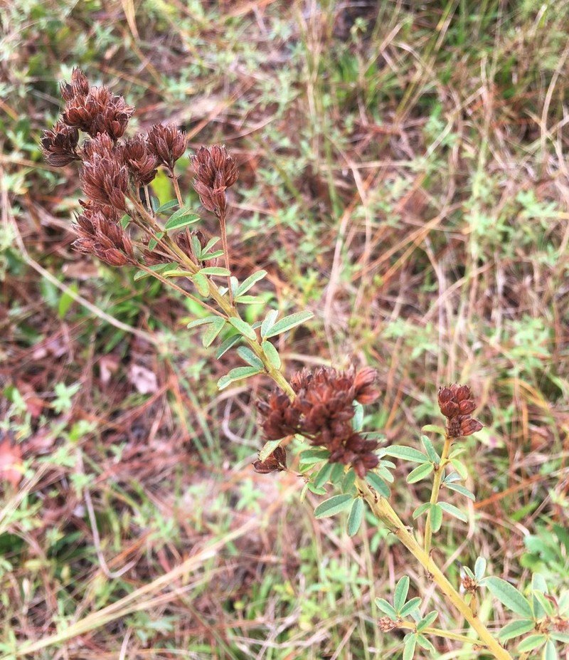 Narrowleaf Lespedeza photo 2