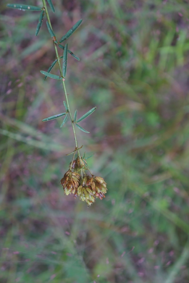 Narrowleaf Lespedeza photo 3