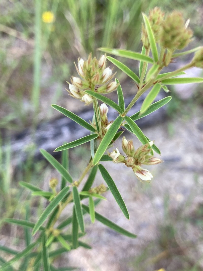 Narrowleaf Lespedeza photo 4
