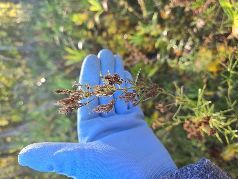 Narrowleaf Lespedeza photo 5