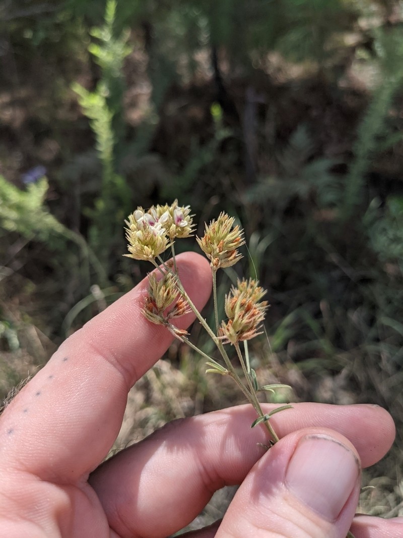 Narrowleaf Lespedeza photo 6